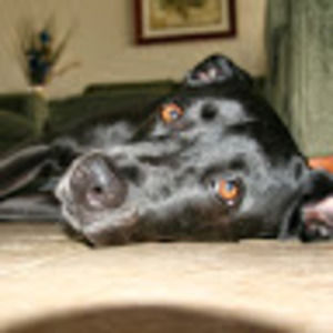 Meet your Posher, Pam